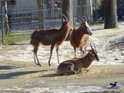 Tiergarten Schönbrunn am 27.01.2026